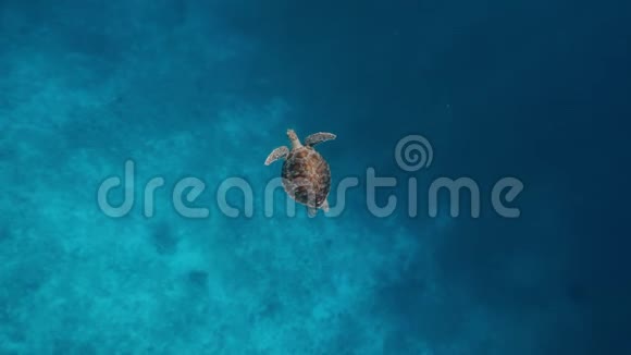 海龟游过珊瑚礁的边缘坚硬而柔软的珊瑚进入蓝色的深海水域拉贾视频的预览图