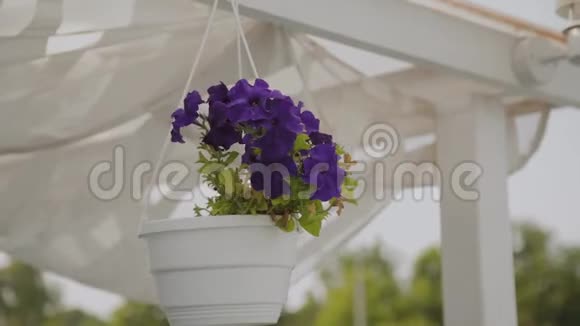 美丽的蓝色花朵挂在屋顶上的一个罐子里视频的预览图