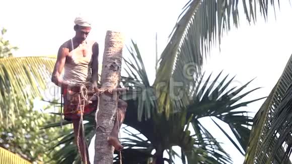 当地男子用绳子拴住树干和棕榈树顶视频的预览图
