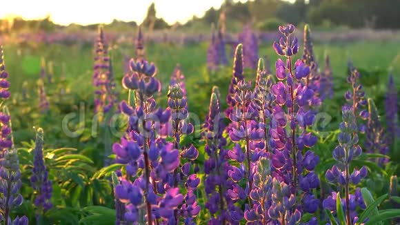 美丽的紫色卢平花朵在夕阳的微风中轻轻摇曳视频的预览图