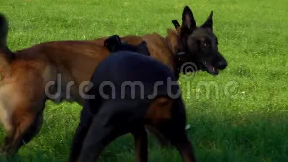美丽的纯种狗在绿野上玩耍视频的预览图