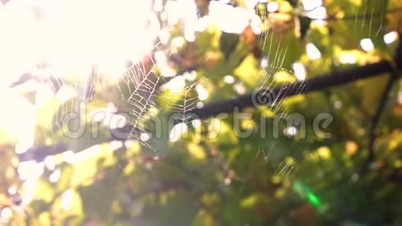 蜘蛛网在风中编织视频的预览图