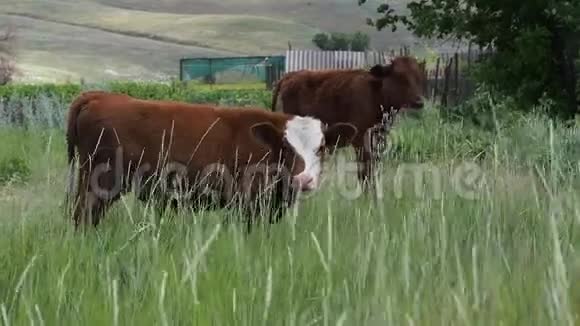 一片草地上放牧着两只小牛视频的预览图