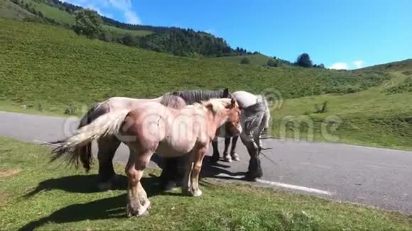在法国比利牛斯山脉的贝努高原放牧的马视频的预览图