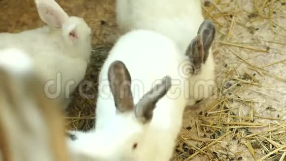 在笼子里吃的白色绒毛兔的特写可爱的毛茸茸的兔子视频的预览图