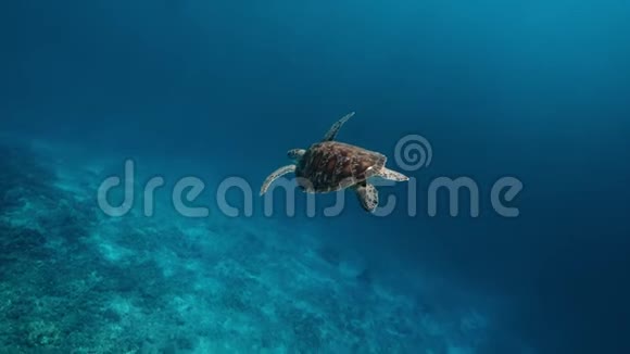 游泳海龟和沙质海床水下视频从水肺潜水与海龟野生海洋动物视频的预览图