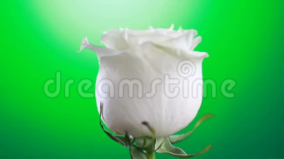 白玫瑰花旋转特写绿色背景爱的象征情人节卡片设计视频的预览图