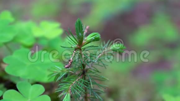 年轻的森林绿草生长在树桩旁边的一棵小绿树宏观特写视频的预览图