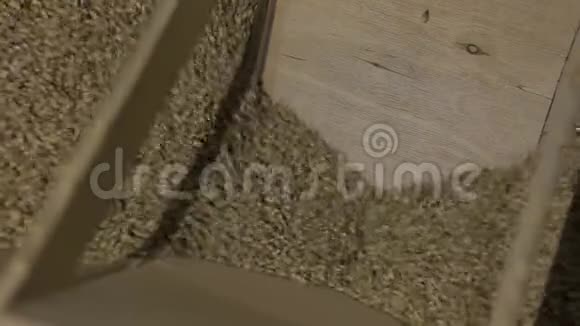 一堆新鲜麦芽种子落在磨床上大麦麦粒被碾碎视频的预览图
