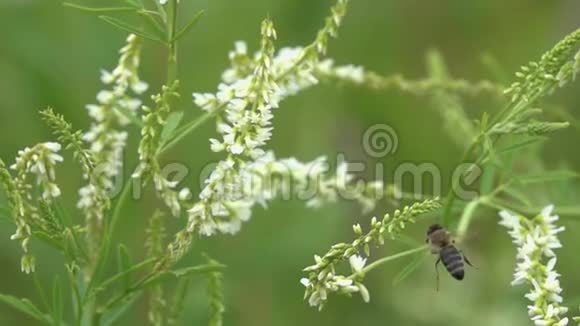 蜜蜂在白色的小花间飞翔动作缓慢视频的预览图