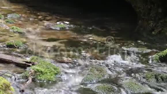 透明的森林水在森林的大石头之间流动视频的预览图