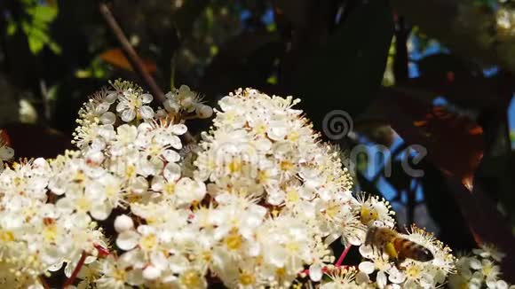 绣球花上的春蜂视频的预览图