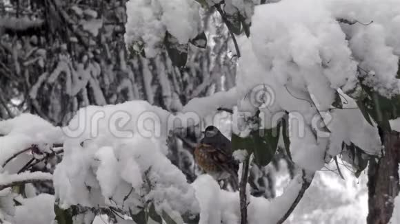 暴风雪中树枝上的雄性知更鸟视频的预览图