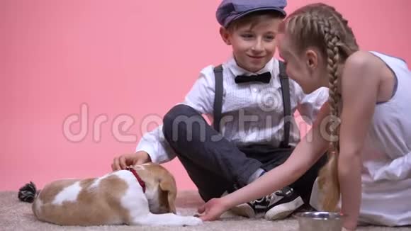 小男孩和小女孩宠物和喂养有趣的纯种小狗新家庭宠物视频的预览图