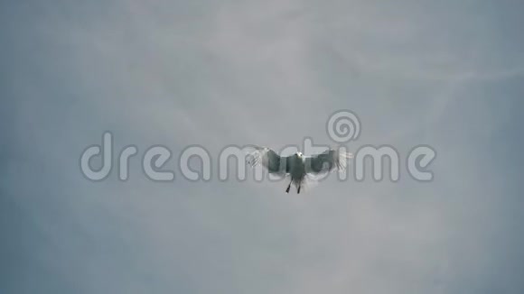 美丽的雪白海鸥在天空中飞翔迅速挥动翅膀视频的预览图