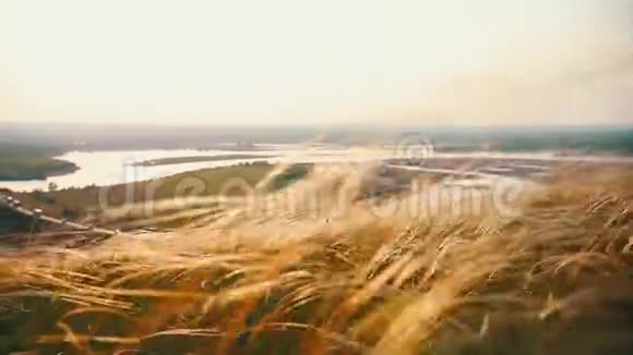 在日落草地上挥舞夏草的景色风景视频的预览图