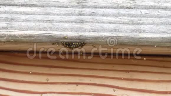 一群刚孵出的蜘蛛在木栏杆上视频的预览图