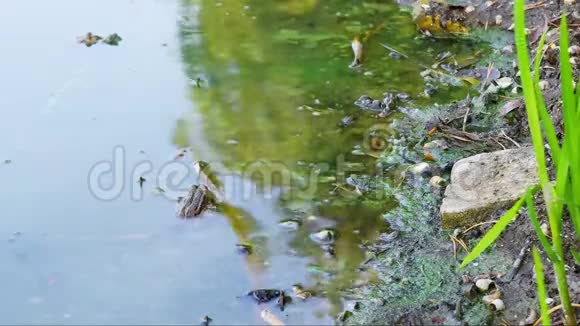 森林湖岸藻类在水和沙子中开花蟾蜍在水里无人视频的预览图