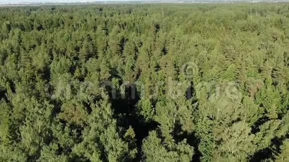 明亮阳光照亮的绿色茂密的森林树木视频的预览图