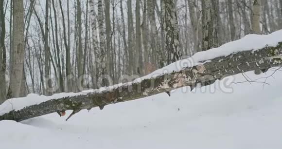 一男一女冬天在公园里跑跳过一棵倒下的树跨过障碍视频的预览图