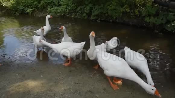 一群白鹅在农村的河岸上觅食视频的预览图