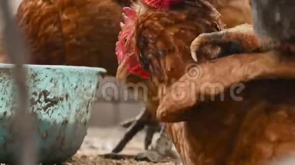 公鸡和鸡的交配视频的预览图