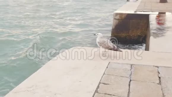 一只海鸥走在水泥上的瓷砖上起飞了视频的预览图
