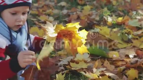 秋天公园里收集一束树叶的美丽的小男孩的肖像视频的预览图