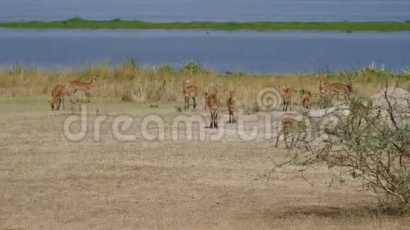 非洲野生大草原湖岸的黑斑羚羚羊视频的预览图