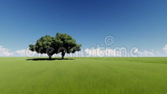 橡树在绿色的田野上视频的预览图