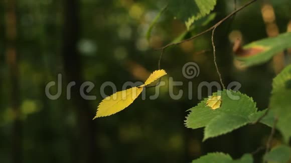 公园里的野树枝上的叶子在夏日午后的特写镜头阳光中摇摆视频的预览图