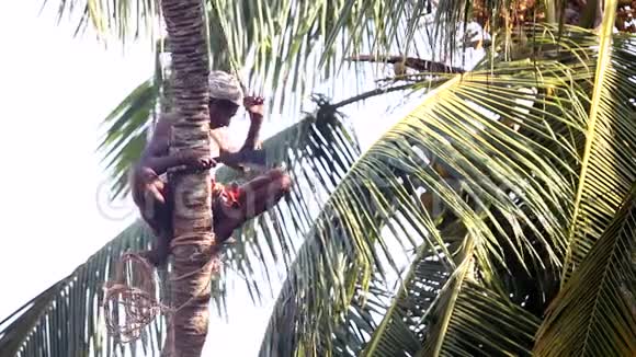 当地男子坐在棕榈树树干上砍树枝视频的预览图