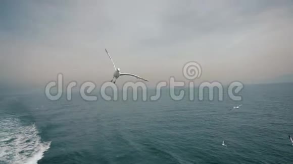 一只雪白的海鸥飞过海面在飞行中捕捉到一块面包视频的预览图
