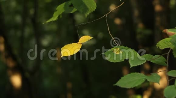 公园里的野树枝上的叶子在夏日午后的特写镜头阳光中摇摆视频的预览图