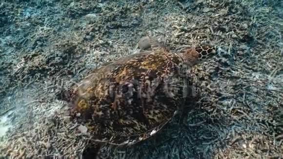 好奇的大海龟凯尔特塔希塔游泳靠近相机热带海洋生物水下视频视频的预览图