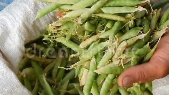 一个雄性农夫的手把许多刚收获的青豆荚放在白色的袋子里视频的预览图
