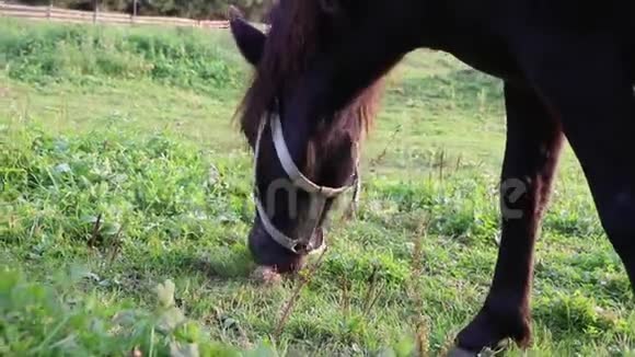 黑马在附近吃草在草地上吃草视频的预览图