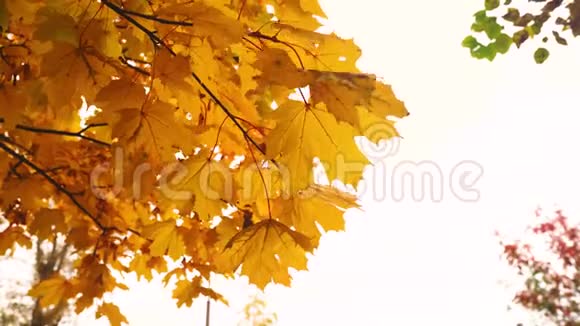 秋天的天空下树枝上的黄枫叶在风中摇曳视频的预览图