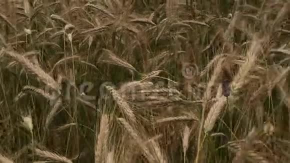 田间播种粮食作物隆起的小穗开始向地面倾斜视频的预览图