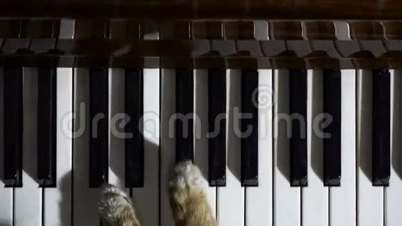 猫弹钢琴视频的预览图