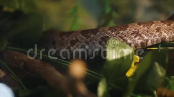 亚马逊树Boa蛇视频的预览图