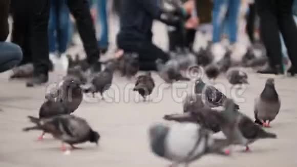 一大群鸽子在街上行走视频的预览图