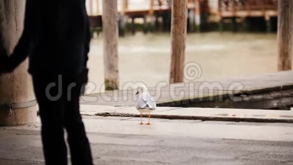威尼斯的街道充满了水一只白色的海鸥在码头上行走视频的预览图