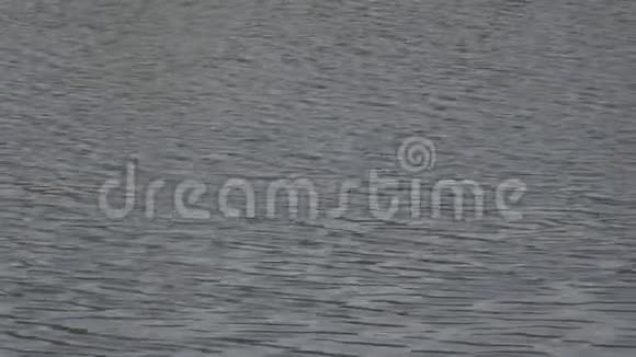 平静的河流的水面受到风的干扰视频的预览图