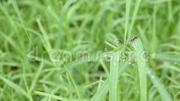 小草上的苍蝇滴着水珠视频的预览图