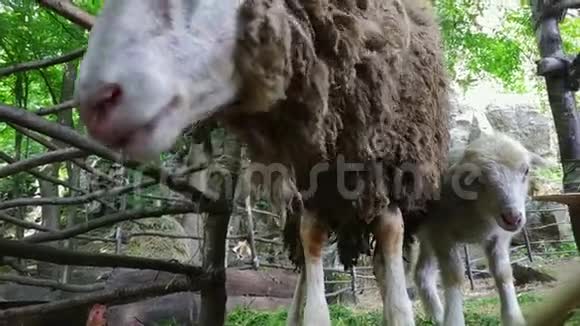 可爱的羊怀疑地看着镜头和小羊视频的预览图