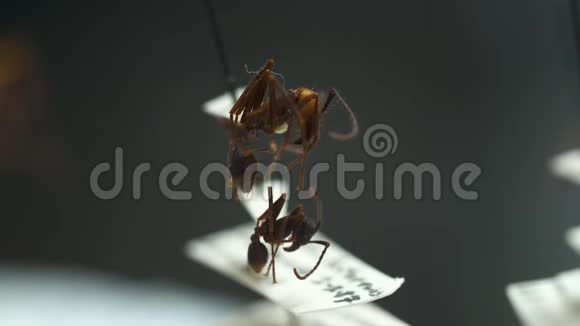 红色收割机蚂蚁和曼迪布视频的预览图