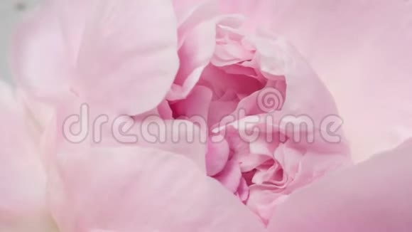 美丽的粉色牡丹底色盛开的牡丹花户外时光流逝特写宏观视频的预览图