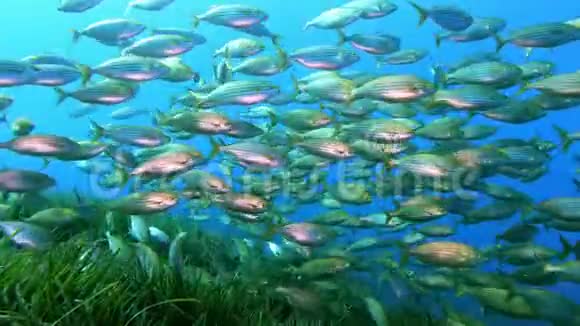 水下场景绿海藻田上的黄色带状大鱼视频的预览图