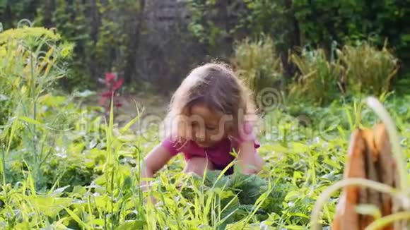 小可爱的女孩正坐在花园里的植物床附近吃草莓视频的预览图